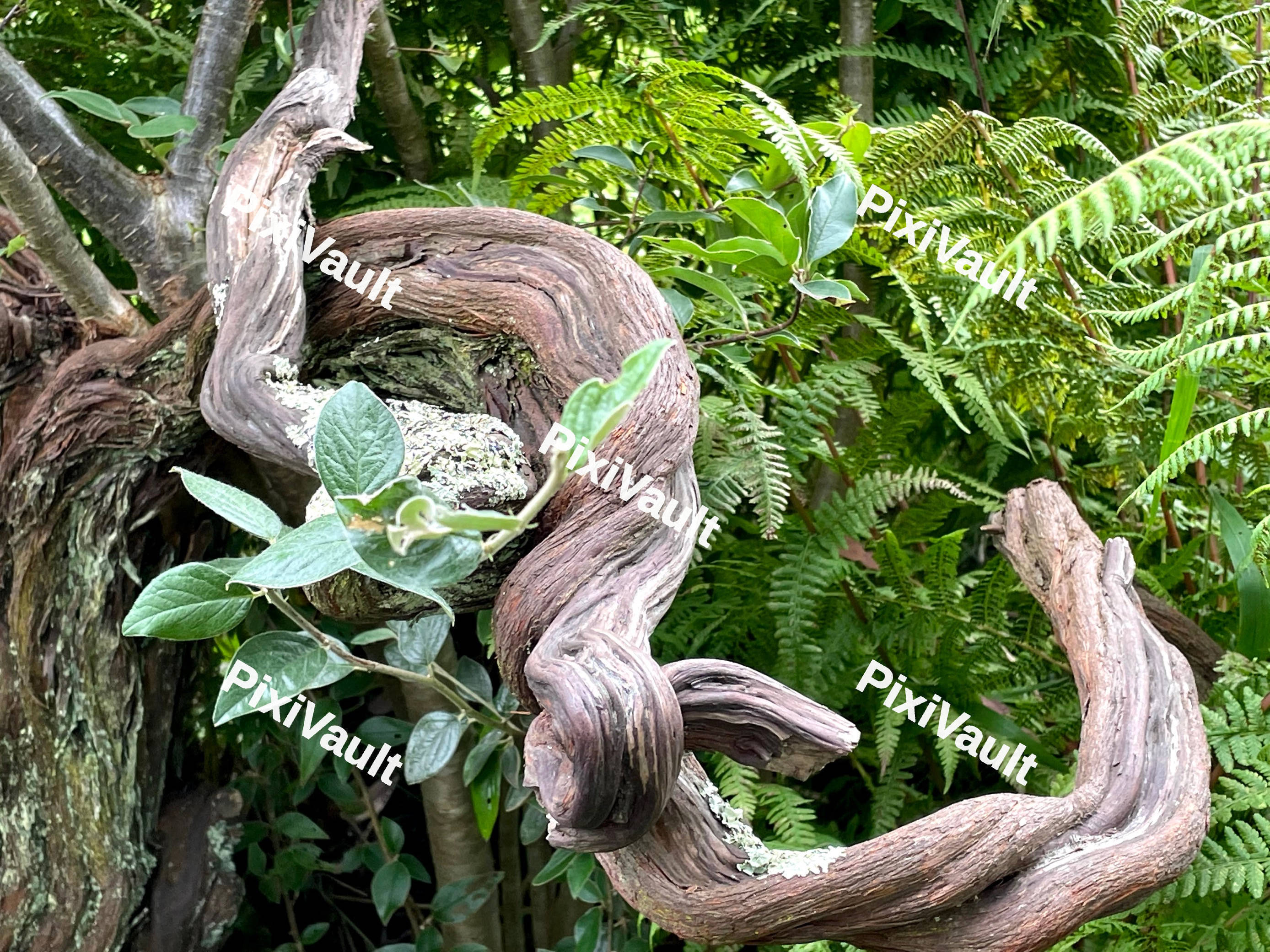 Plants And Foliage
